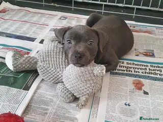 Staffordshire Bull Terrier dogs KC Reg Blue Staffordshire Bull Terrier - READY NOW - Advert 6