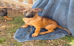 Belgian Shepherd Dog dogs for sale: Stunning Dutch Herder x Alano Español Pups  - Image 25