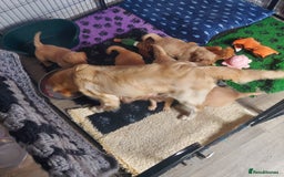 Golden Retriever dogs for sale: STUNNING Golden Retriever pups (1 BOY LEFT)  - Image 10