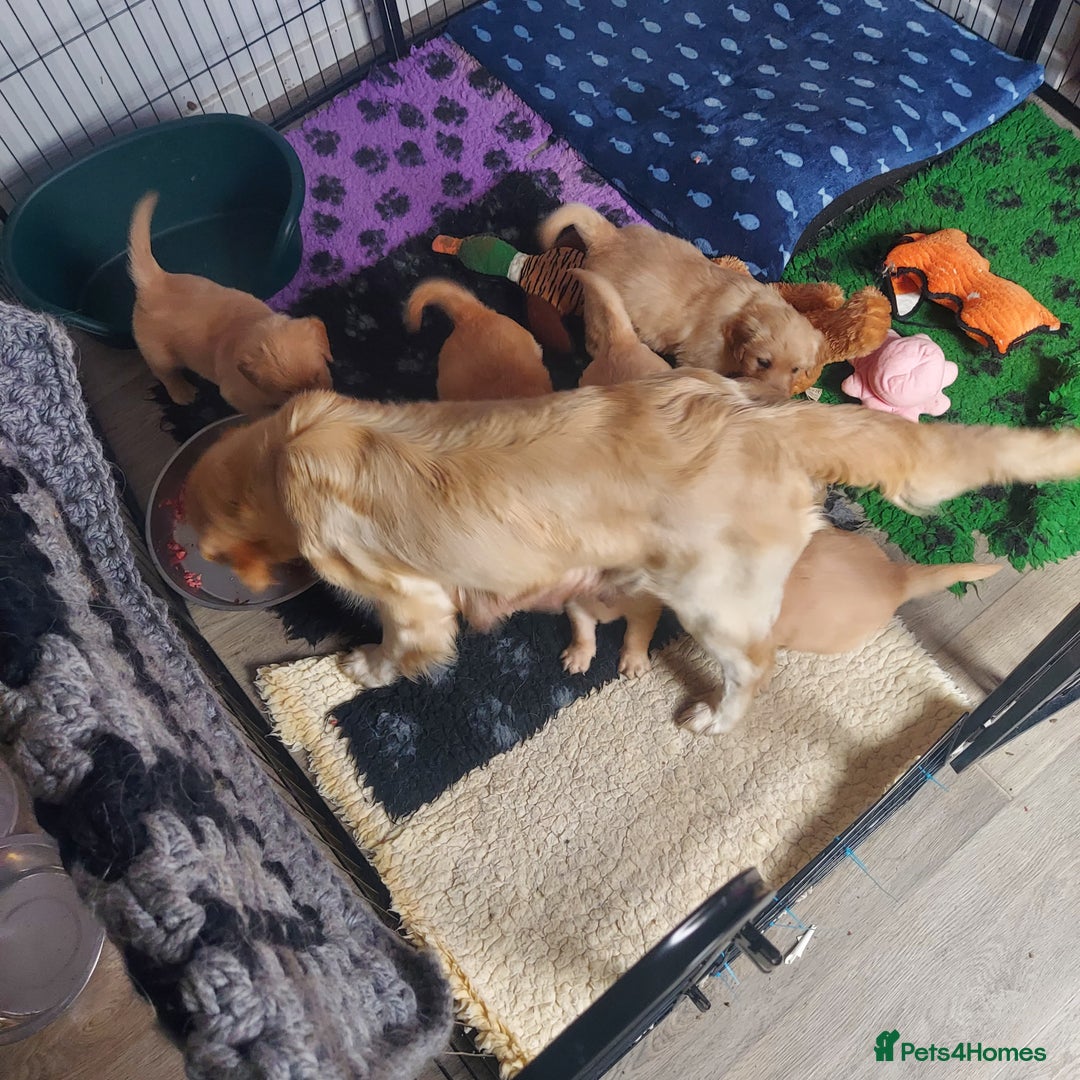 Golden Retriever dogs for sale: STUNNING Golden Retriever pups (1 BOY LEFT)  - Image 10