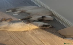 Ragdoll cats for sale: Milo & Mila my beloved cats  - Image 9