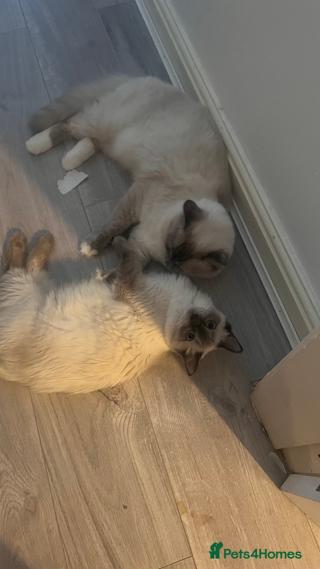 Ragdoll cats for sale: Milo & Mila my beloved cats  - Image 9