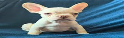 French Bulldog dogs for sale: Gorgeous French Bulldog Puppies♡ - Advert 19