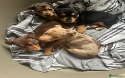 Jack Russell dogs for sale: Miniature Jack Russell  - Image 25