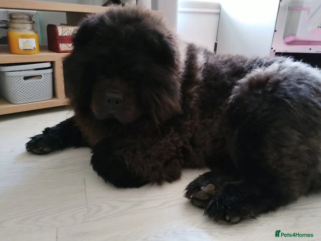 Chow Chow dogs for sale: Chow chow  - Advert 2