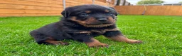 Rottweiler dogs for sale: KC Registered German Line Rottweiler Puppies 🐾🐾 - Advert 5