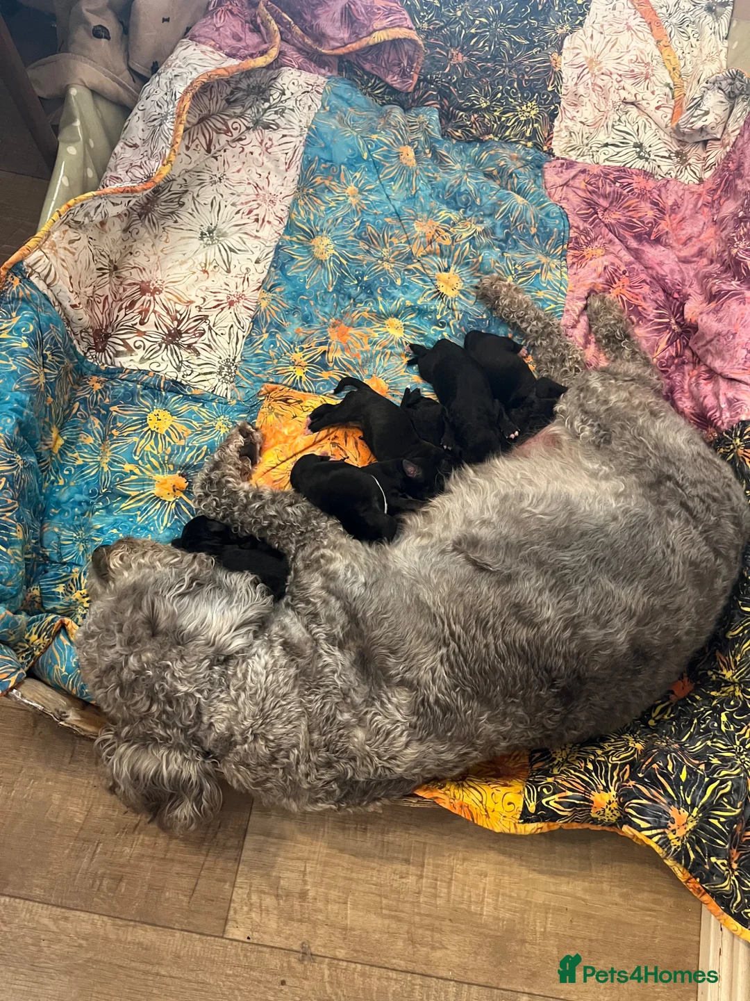 Bedlington Terrier dogs for sale: Bedlington Cross - Advert 2