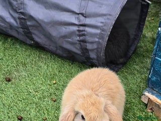 Continental Giant rabbits for sale - Advert 2