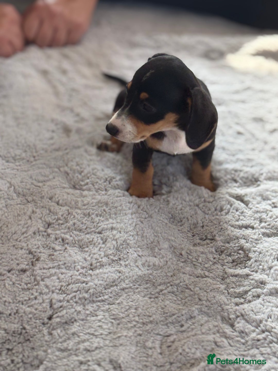 Miniature Dachshund dogs for sale: minature dachshund puppies available  - Image 4