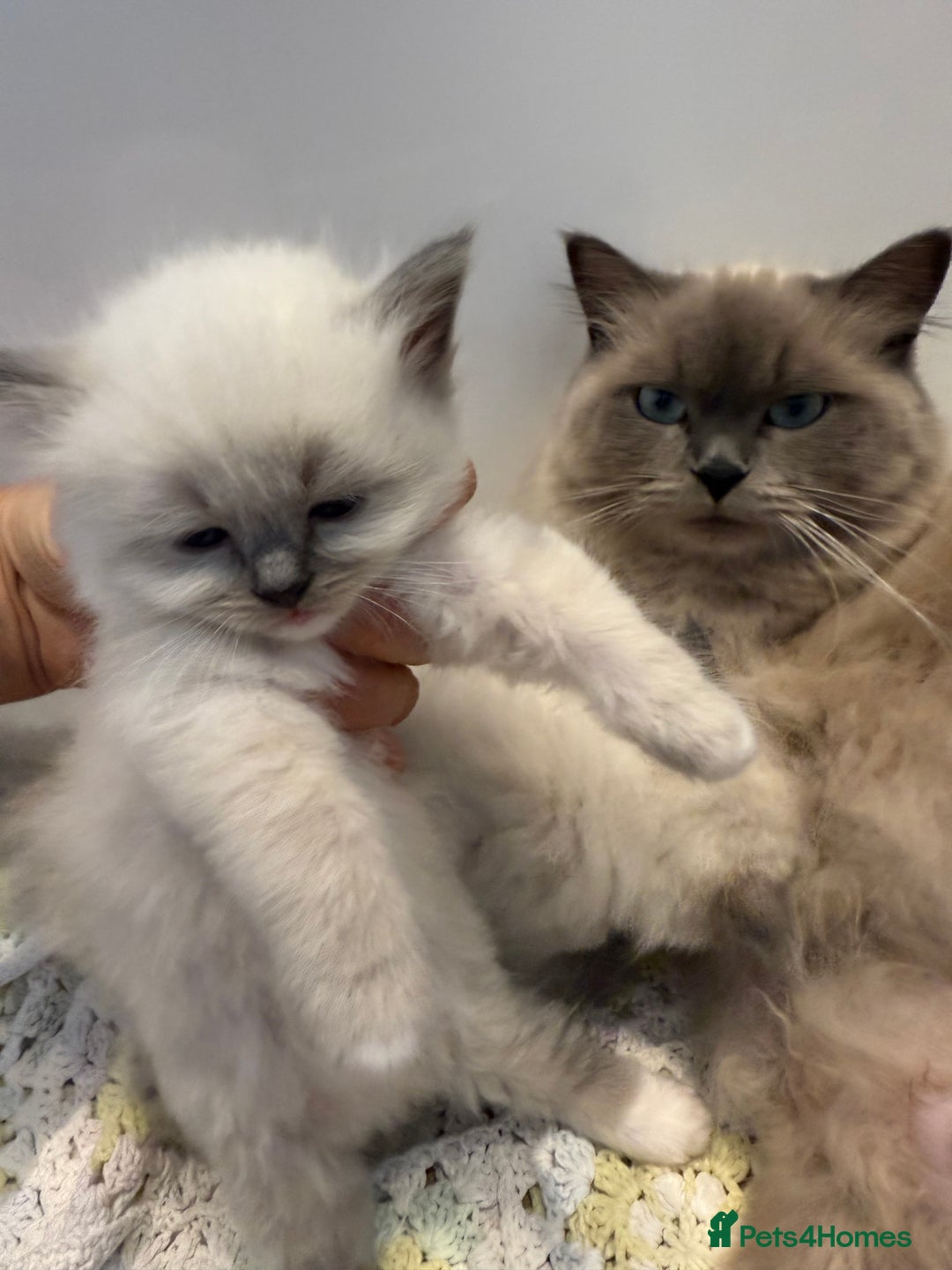 Ragdoll cats for sale: Stunning mink Ragdoll baby’s! 🩶🐱🩶 - Image 7