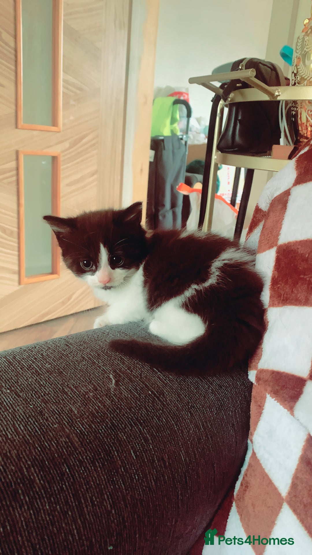 Mixed Breed cats for sale: Lovely kitten Are looking for Loving home - Image 9