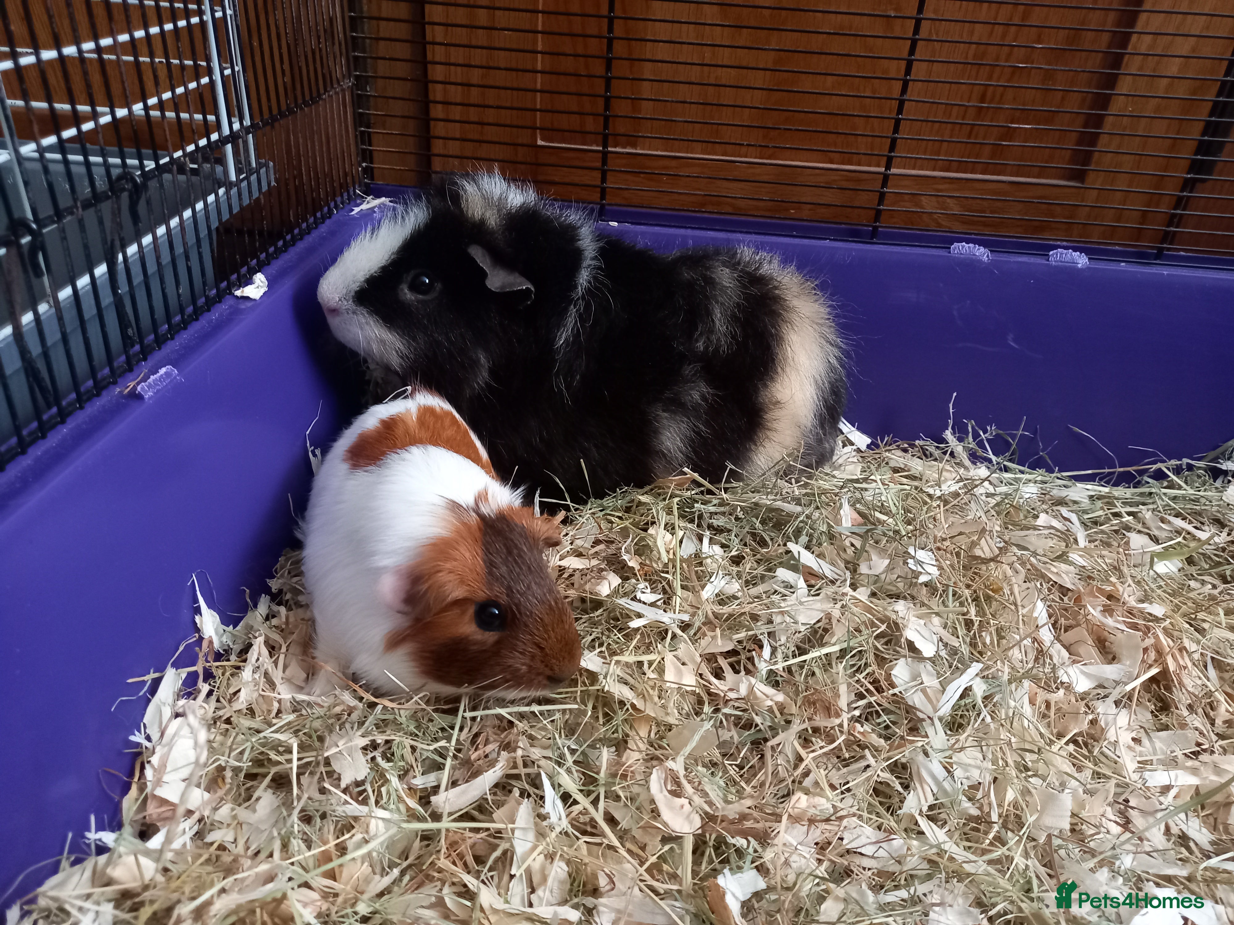 Guinea Pig rodents Male Guinea Pig pairs - Advert 1