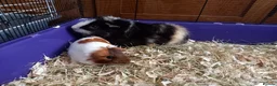 Guinea Pig rodents for sale: Male Guinea Pig pairs - Advert 1