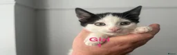 Domestic Shorthair cats for sale: Four beautiful 8 week old kittens for sale - Advert 7