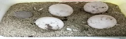 Hermann Tortoise reptiles for sale: Hermann Tortoises  - Advert 8