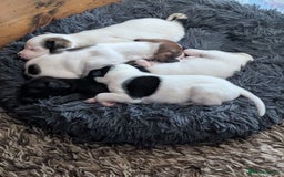 Mixed Breed dogs for sale: F1 jackcain  - Advert 15