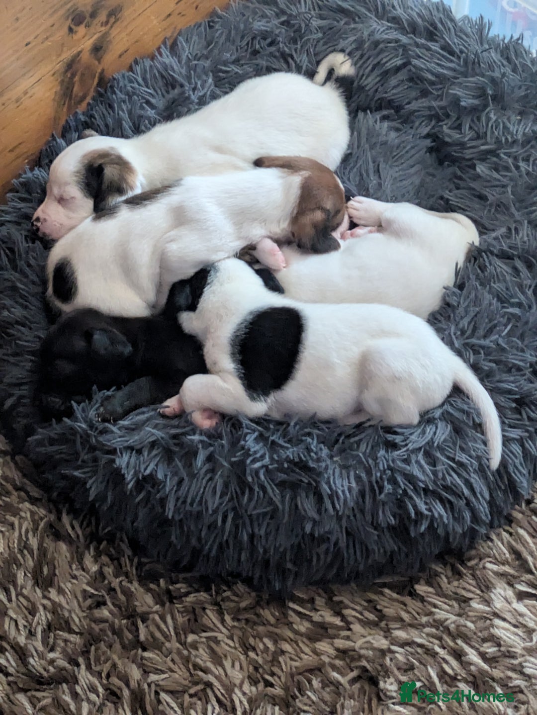 Mixed Breed dogs for sale: F1 jackcain  - Advert 15