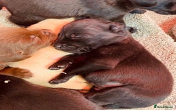 Cockerdor dogs for sale: Beautiful litter of cockerdors - Advert 2