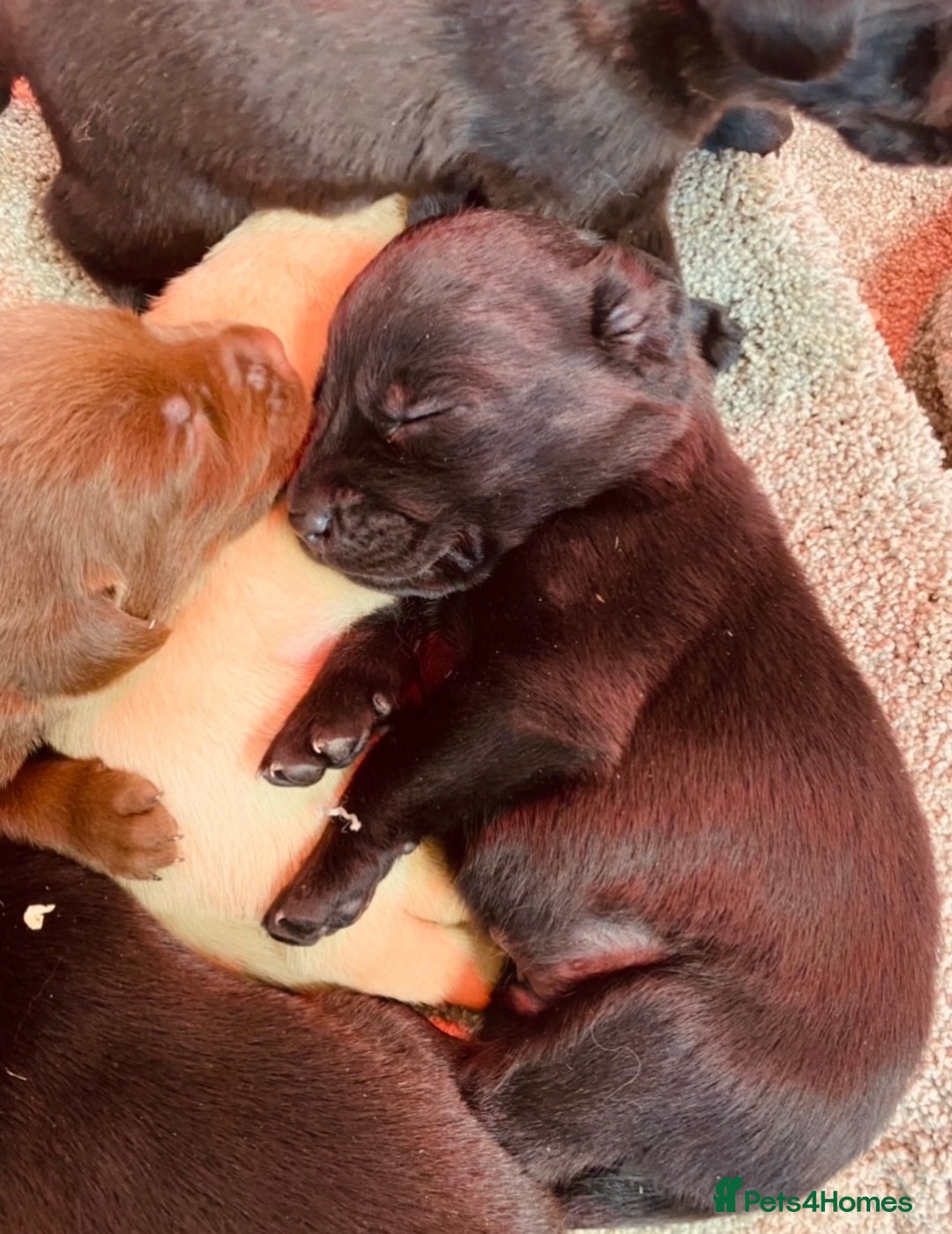 Cockerdor dogs for sale: Beautiful litter of cockerdors - Advert 2