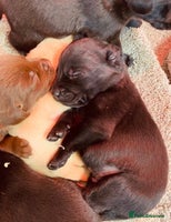 Cockerdor dogs Beautiful litter of cockerdors - Advert 2