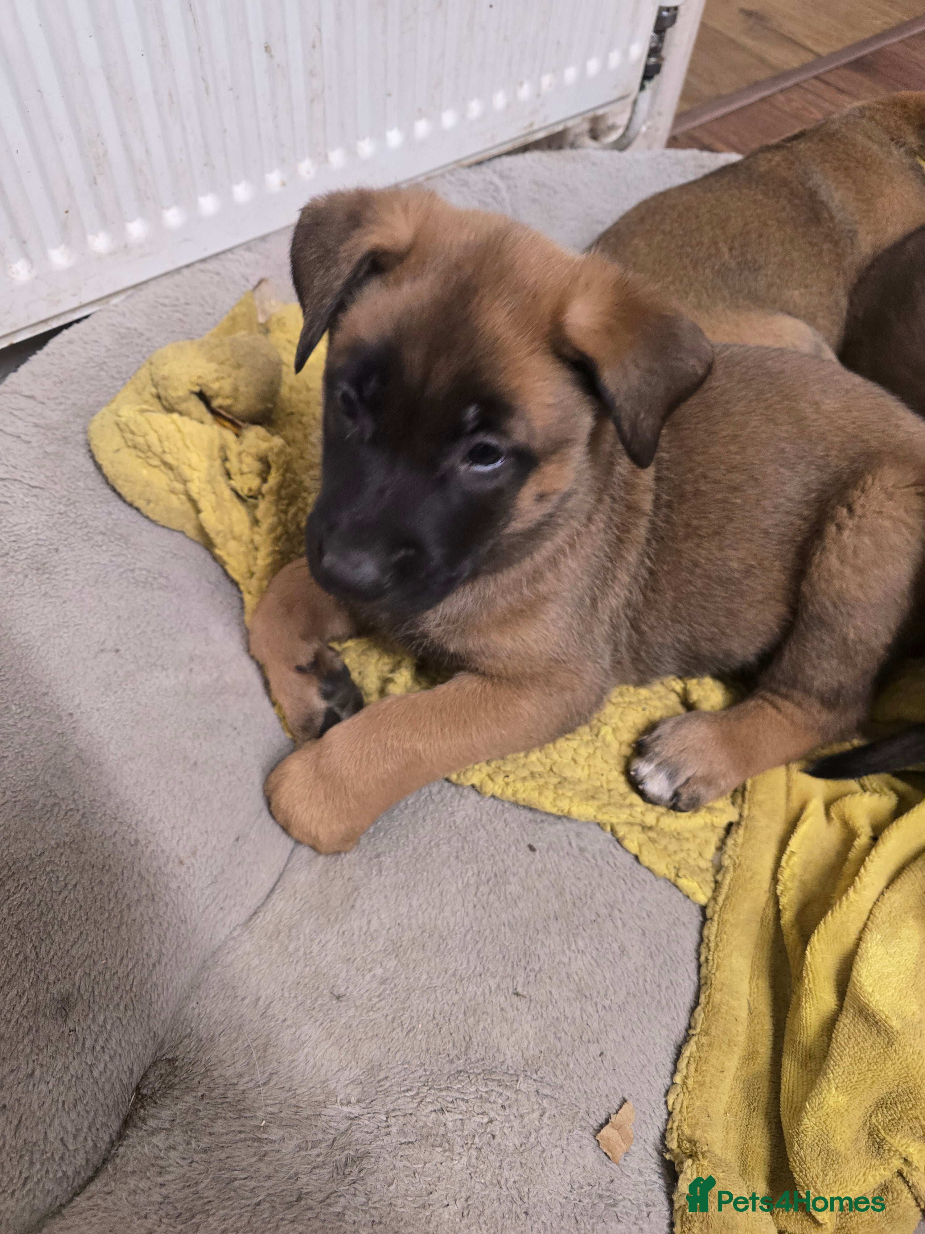 Belgian Shepherd Dog dogs Belgian Malinois Puppies for Sale (Working Line) - Advert 2