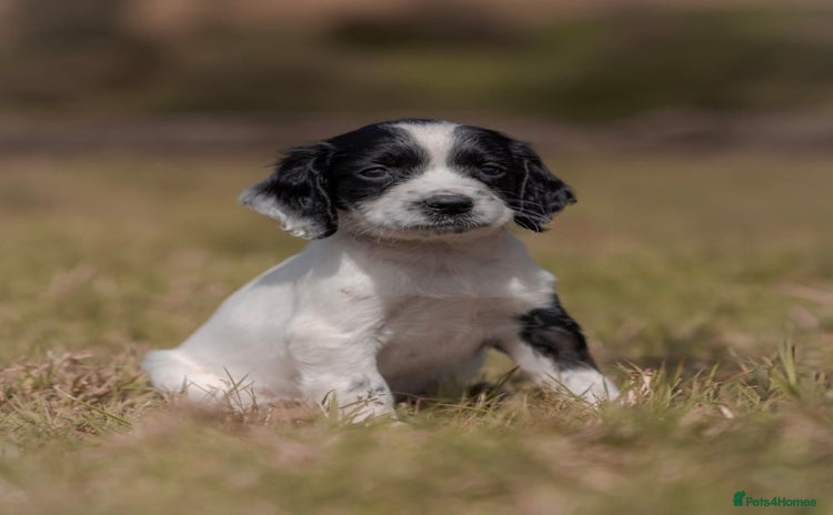 English Springer Spaniel dogs - Advert 2