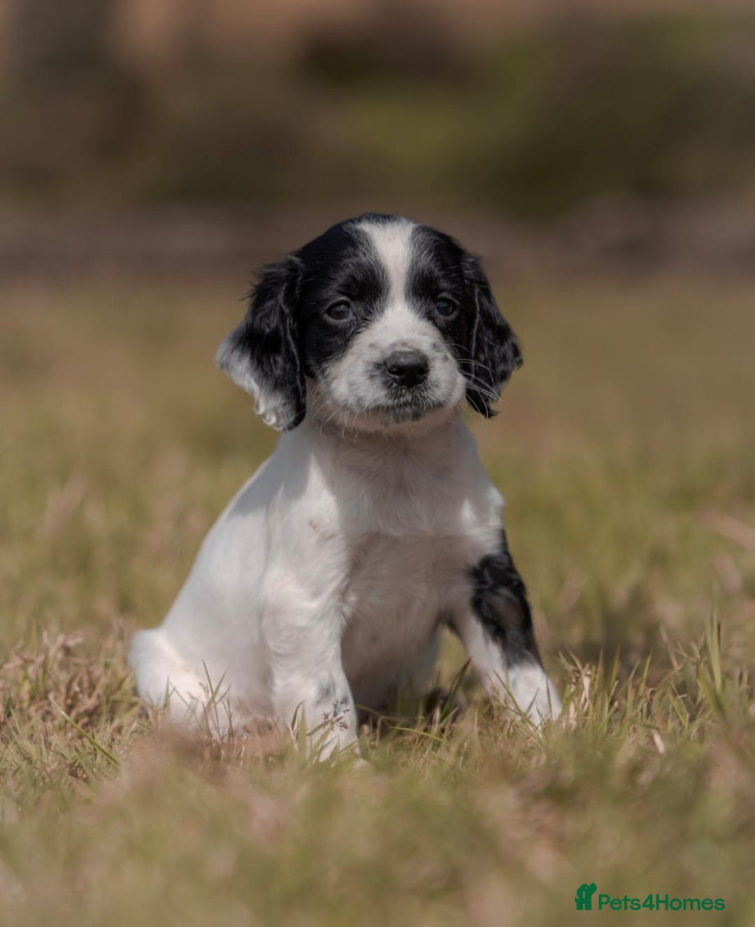 English Springer Spaniel dogs for sale: Springer spaniel puppies KC reg READY - Image 1