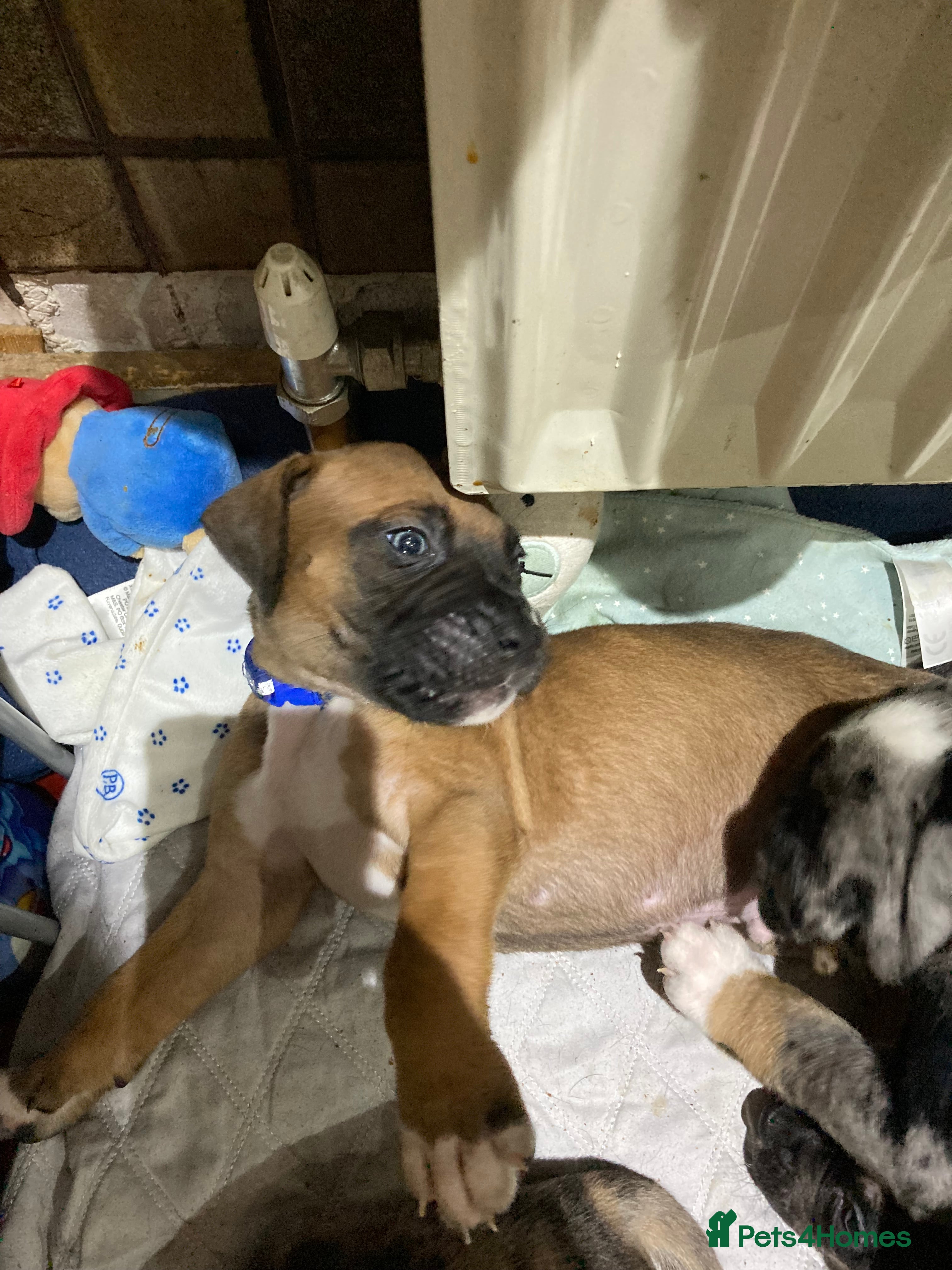 Mixed Breed dogs Mastiff x Staffy Puppies  - Advert 2