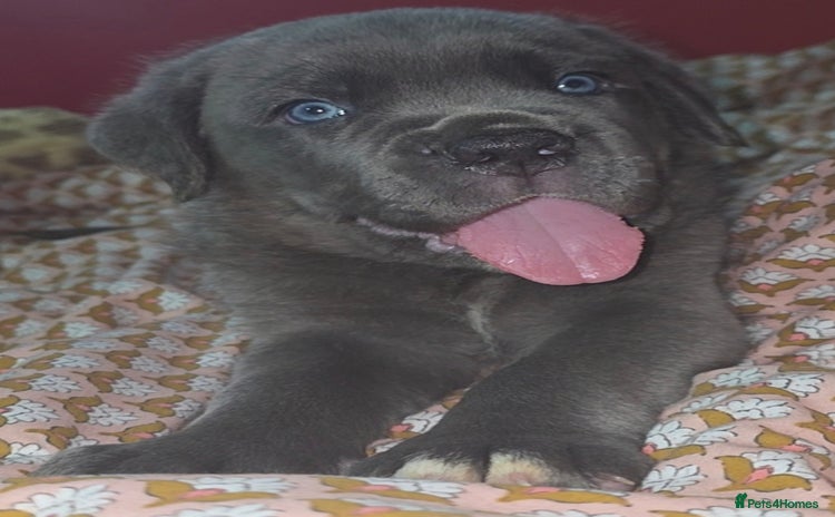 Cane Corso dogs - Advert 1