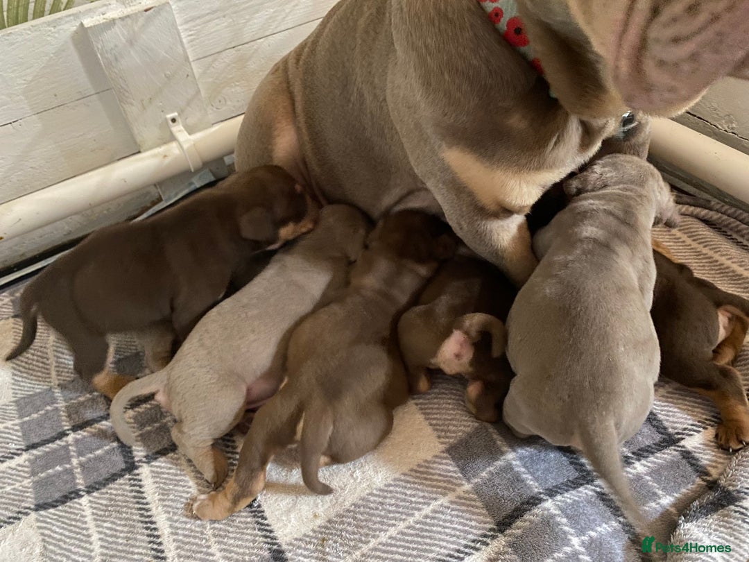 Mixed Breed dogs for sale: Old Tyme And English bulldog puppies - Advert 8