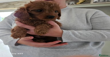 Cavapoo dogs - Advert 12