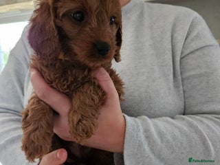 Cavapoo dogs - Advert 16