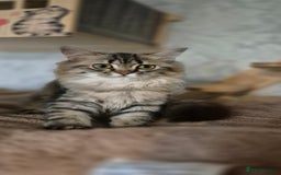 Scottish Fold cats for sale: 1 boy and 1 girl left Amazing Scottish Straights  in Ивсхам - Image 11