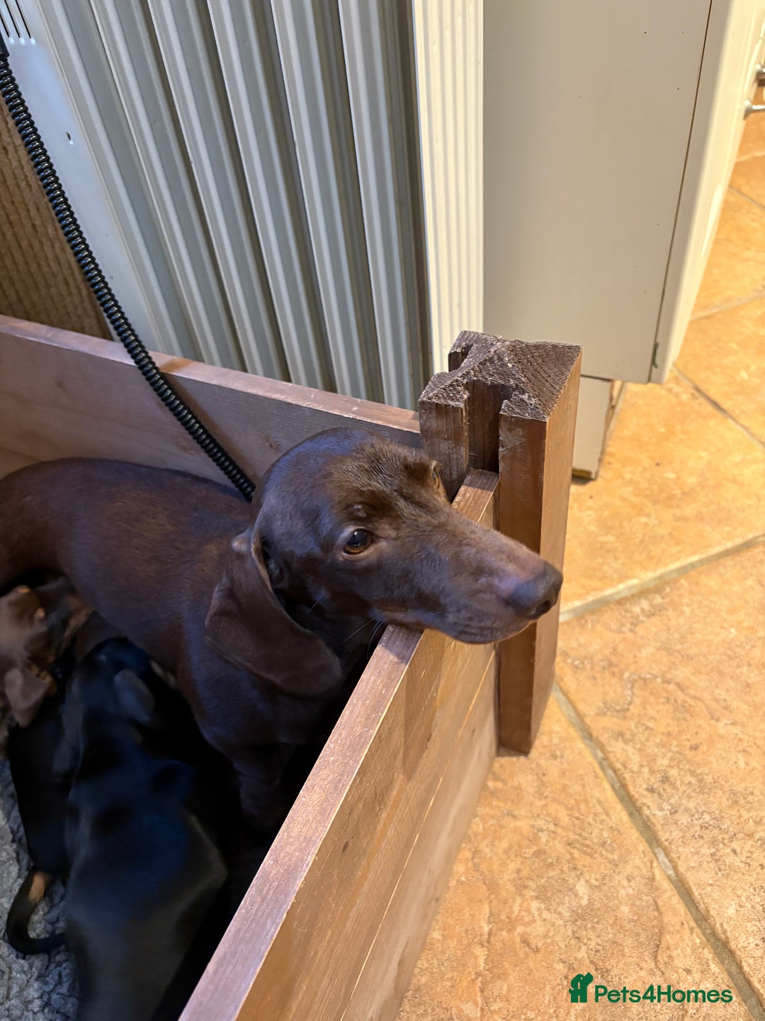 Miniature Dachshund dogs for sale: 🐾MINIATURE SMOOTH HAIRED DACHSHUND PUPPIES🐾 - Advert 7