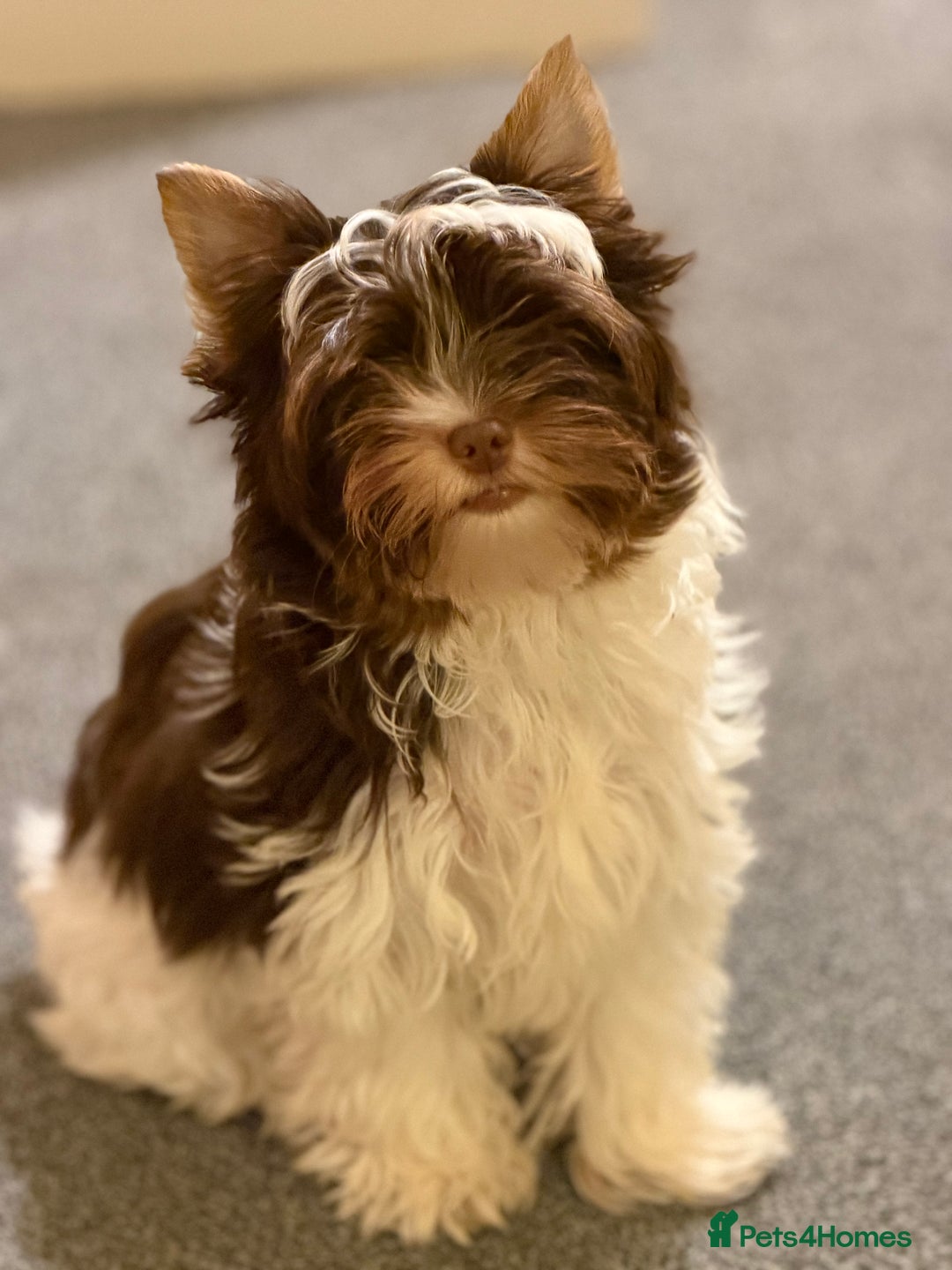 Gallery Image {{count}}