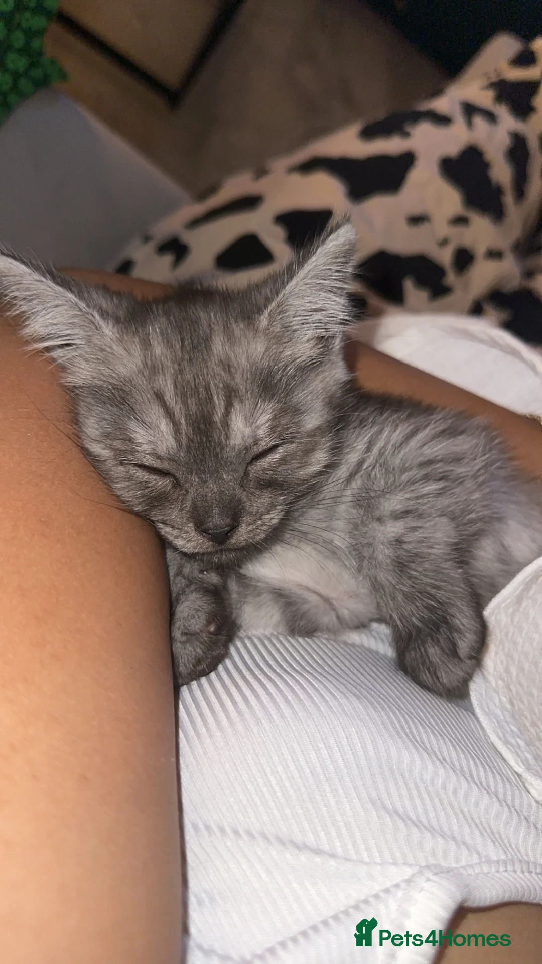British Shorthair cats for sale: Grey kitten for sale  - Advert 1