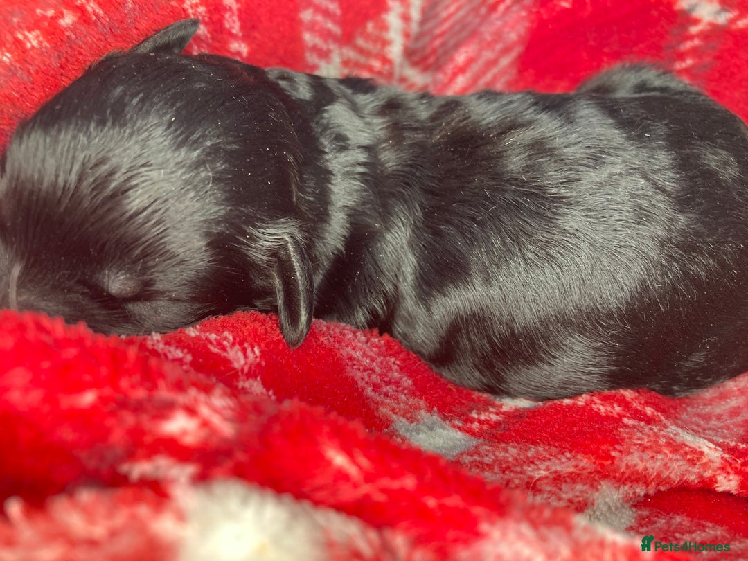 Shihpoo dogs for sale: 5 star rated Toy shihpoo puppies - Image 21