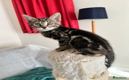 Bengal cats for sale: Bengal X Kittens - Image 2