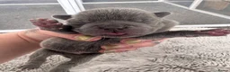 Mixed Breed dogs for sale: A gorgeous litter of French chows!  in Kilmarnock - Advert 10