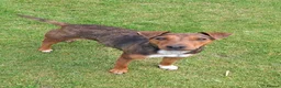 Mixed Breed dogs for sale: Cocker Jack puppies  - Advert 13
