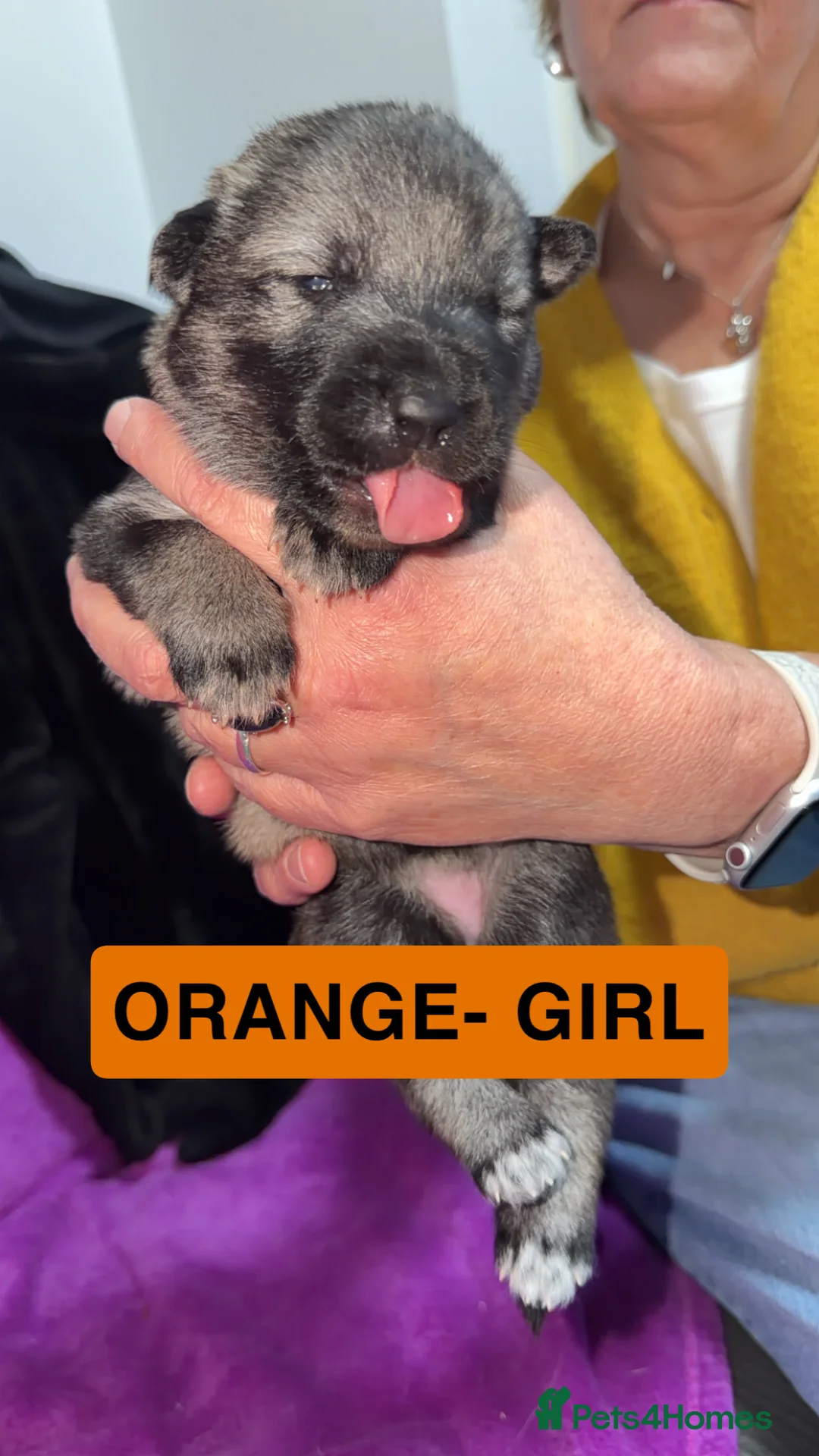 Shepsky dogs for sale: German Shepherd cross Husky Puppies - Advert 6