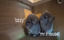 Chinchilla rodents for sale: Beautiful violet boys  - Image 3