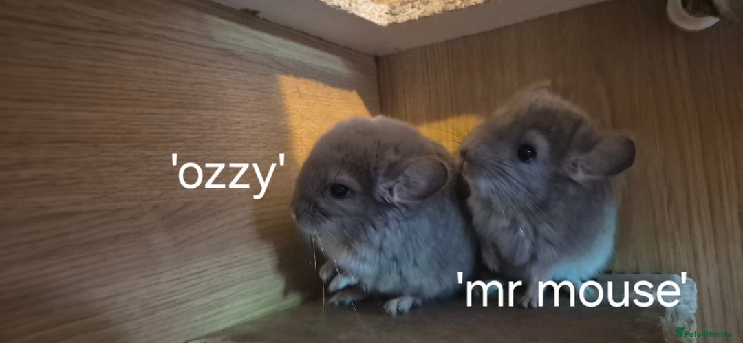 Chinchilla rodents for sale: Beautiful violet boys  - Image 3