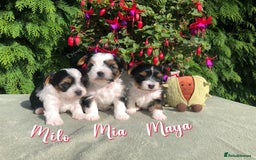 Yorkshire Terrier dogs for sale: Two Beautiful Biewer Terrier Girls! - Image 1