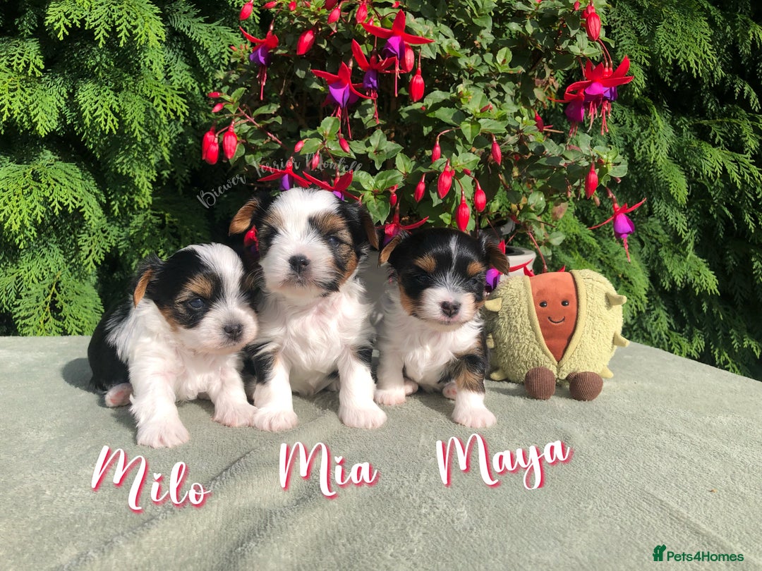 Yorkshire Terrier dogs for sale: Two Beautiful Biewer Terrier Girls! - Image 1