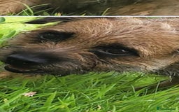 Border Terrier dogs for sale: Emily  - Image 4