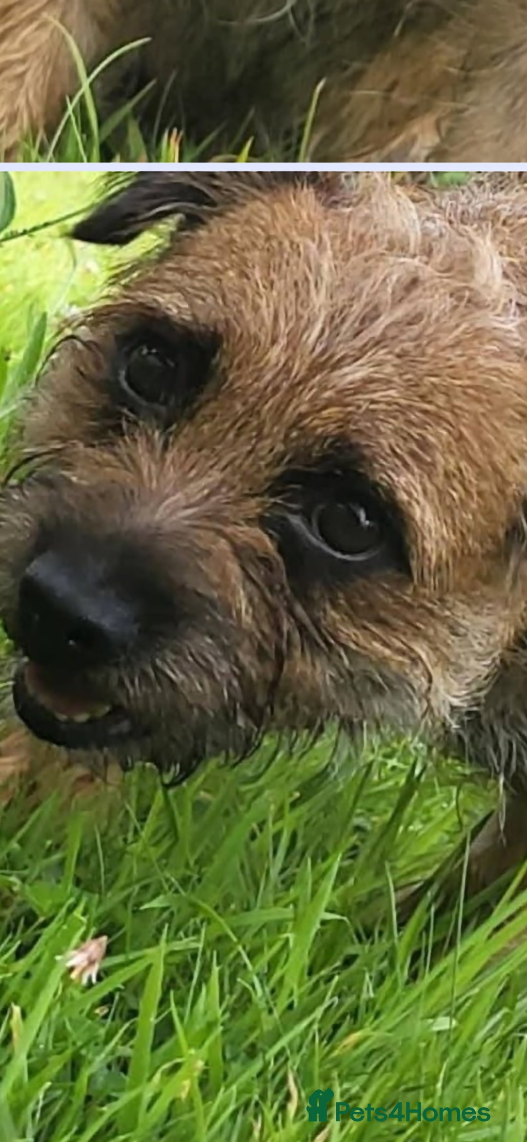 Border Terrier dogs for sale: Emily  - Image 4