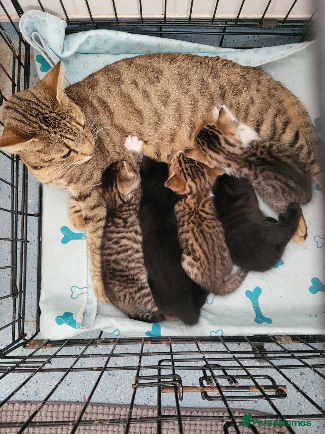 Mixed Breed cats for sale: Adorable Kittens Looking for Their Forever Homes ✨ - Image 26