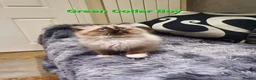 Ragdoll cats for sale: Stunning GCCF Registered Ragdoll Kittens. - Advert 26