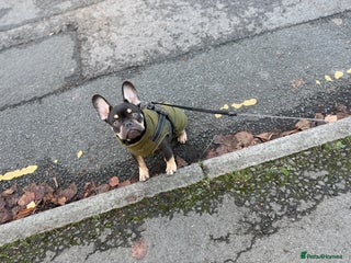 French Bulldog dogs bulldog franchie - Advert 2